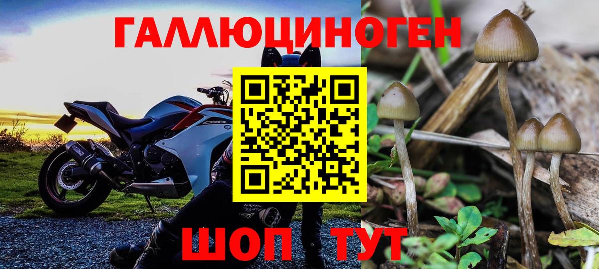 Псилоцибиновые грибы Cubensis  Галлюциногенные грибы Cubensis  даркнет сайт  Вход с VPN  Алушта 